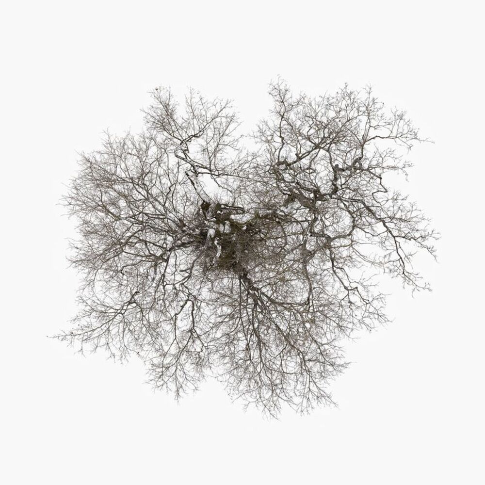 John Metcalfe - Tree  LP LP
